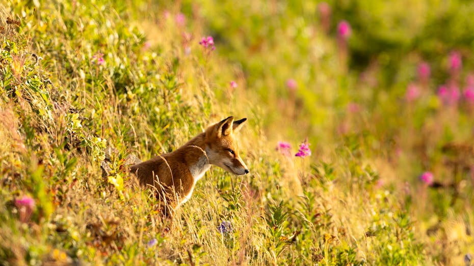 A red fox (Vulpes vulpes) prowls the edges of Izembek Lagoon.