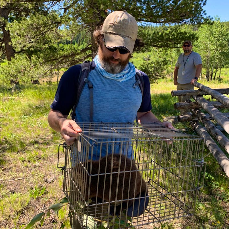 Aaron carrying beaver in cage