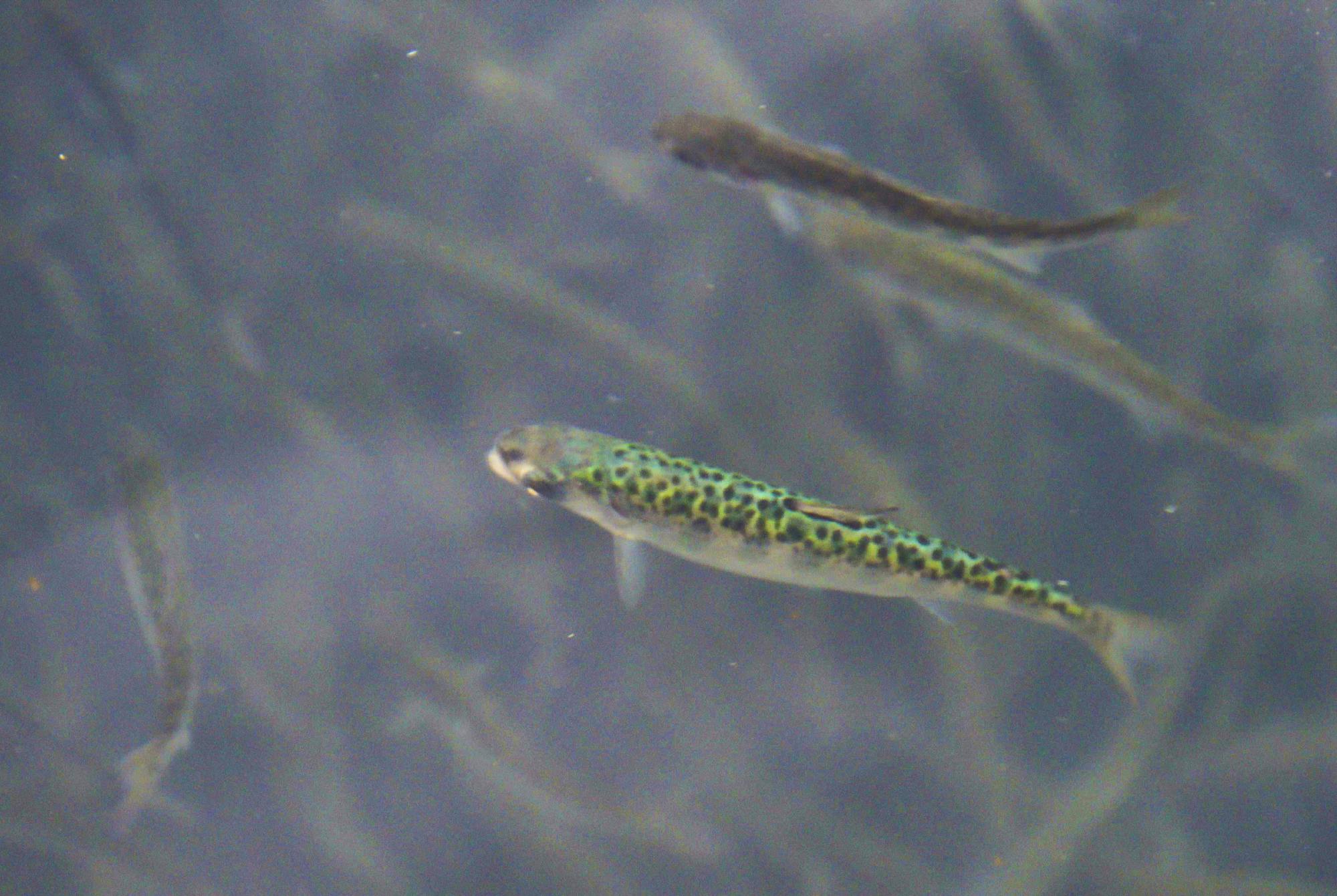 2019.10.25 - Chinook Salmon Fry Fish in Sacremento River - California - Jake Sisco-USFWS