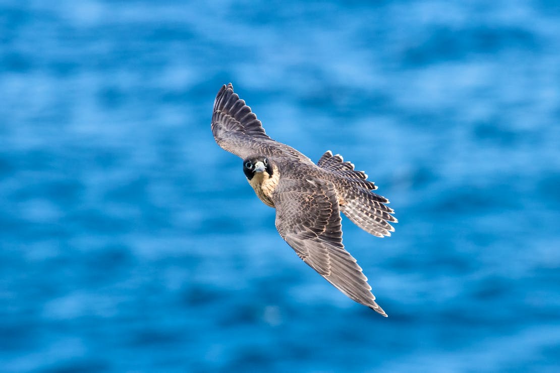 Peregrine Falcon Flying over Water - Ken Griffiths