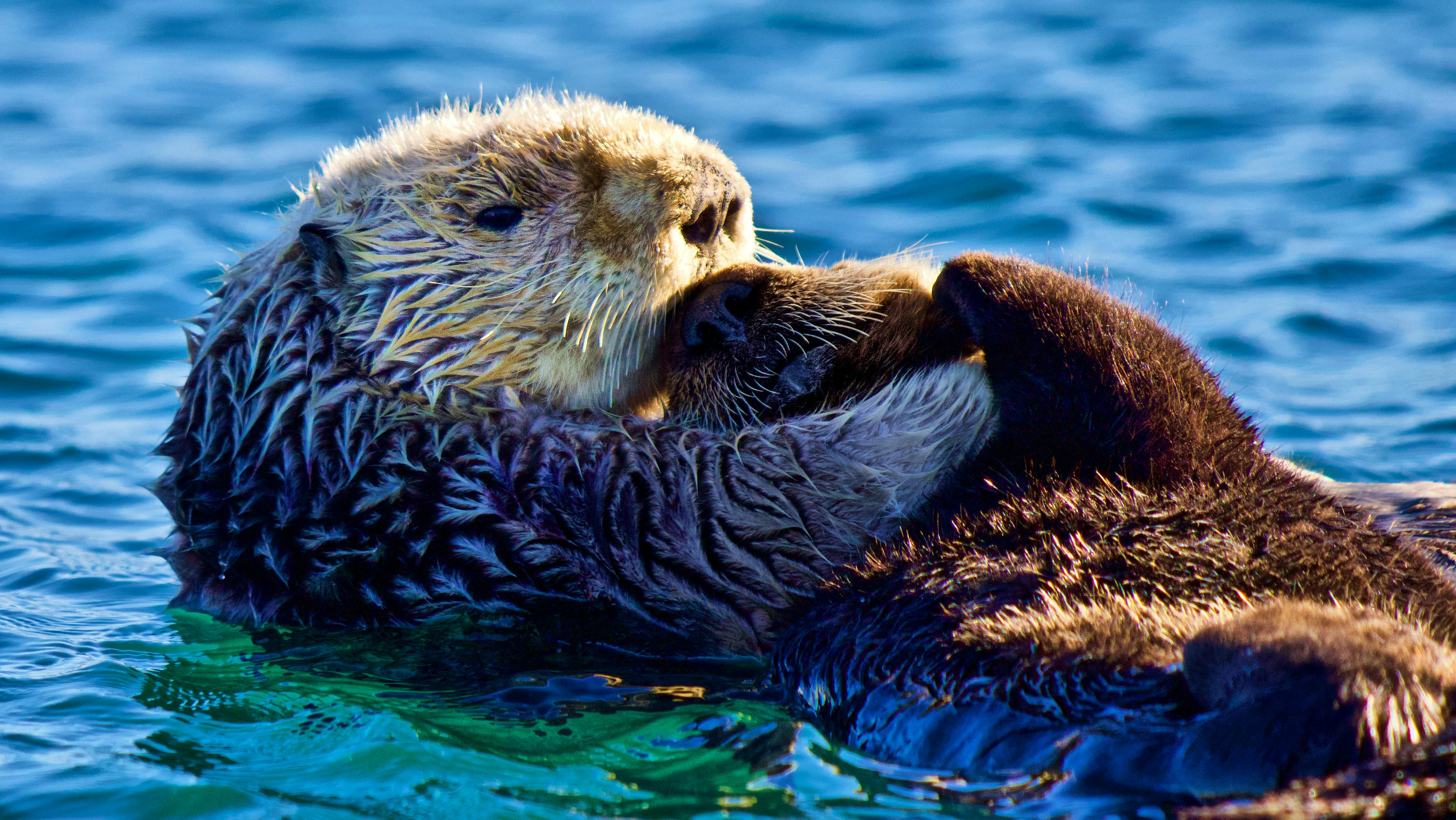 Sea Otter Mother with Pup - Monterey Bay - California