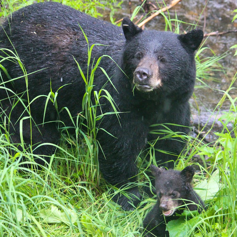 2019.12.27 - Black Bear Momma with Cub - Tongass National Forest - Alaska - Jen Christopherson - DOW