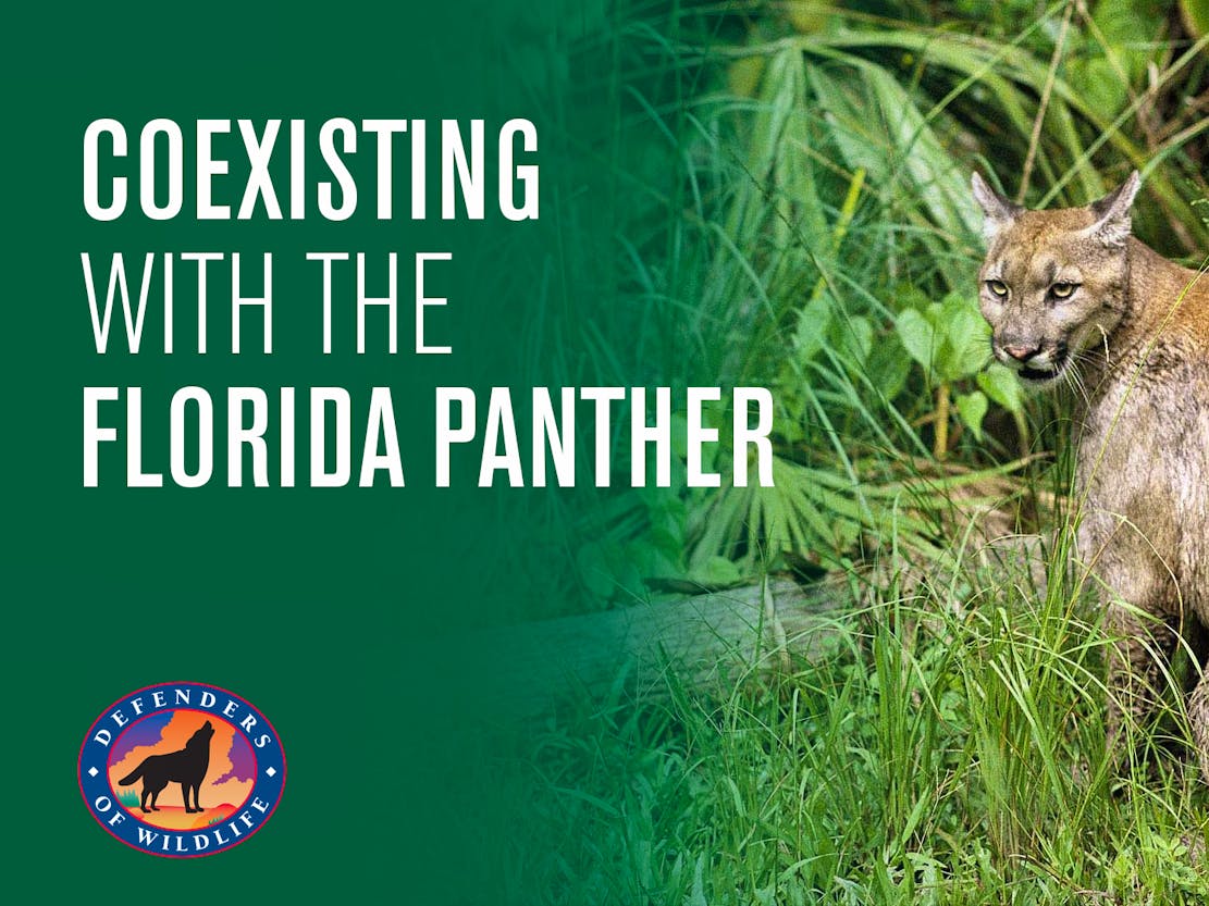 Coexisting with the Florida Panther Video Thumbnail