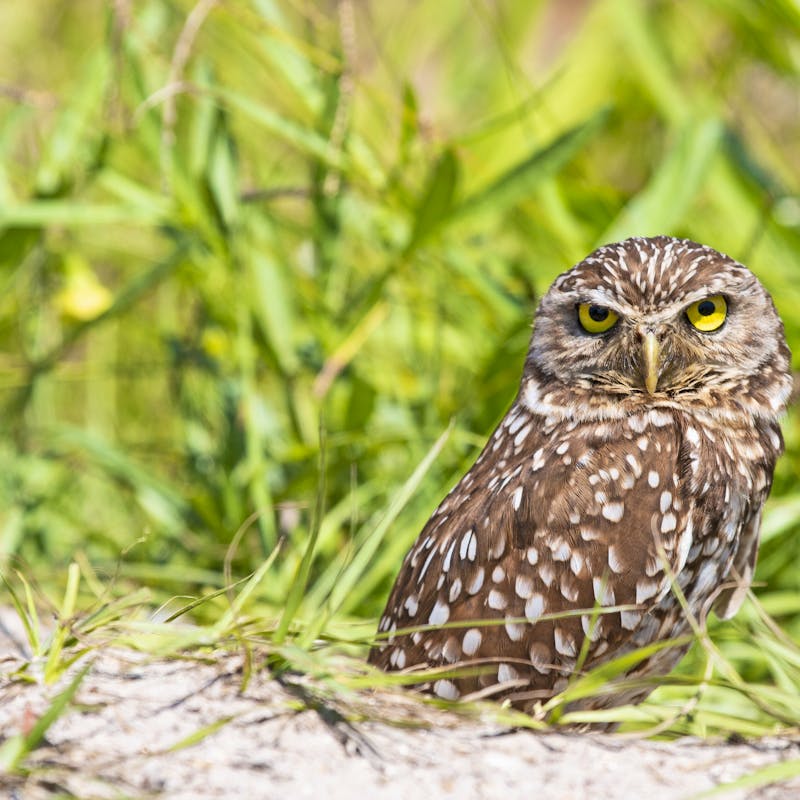 2019.03.22-Burrowing Owl- Andy Wraithmell-FWC.jpg