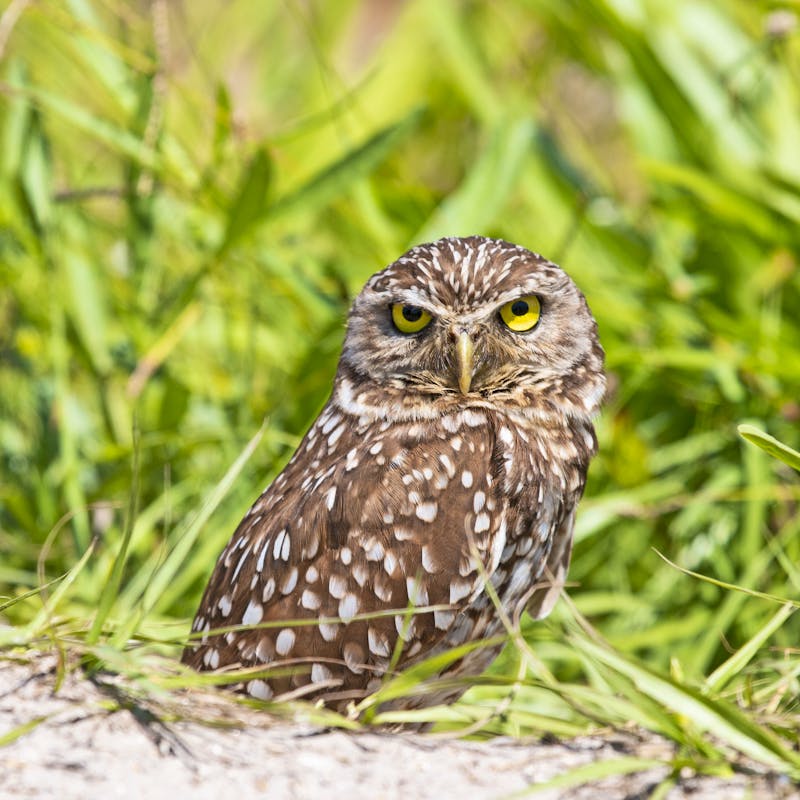 Burrowing owl