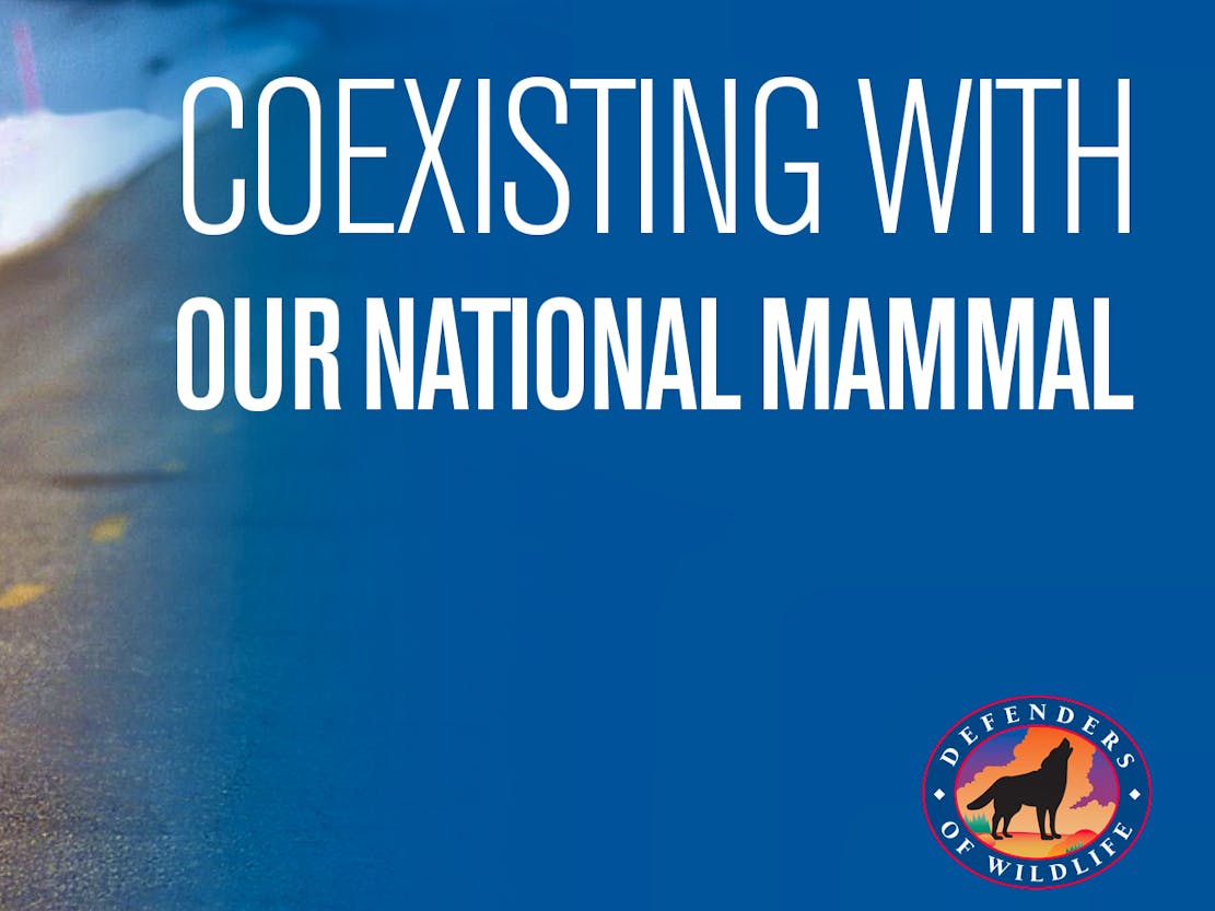 Coexisting with our national mammal thumbnail