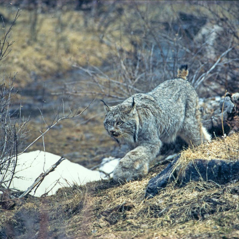 Canada lynx walking through bushes in Rio Grande National Forest