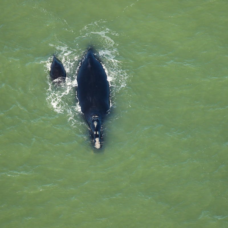  North Atlantic Right Whale with Calf 