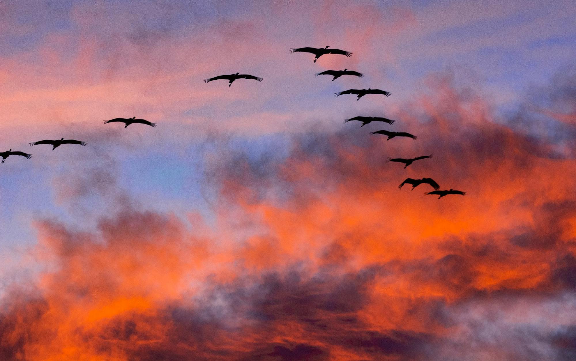 Sandhill Cranes against sunset and clouds