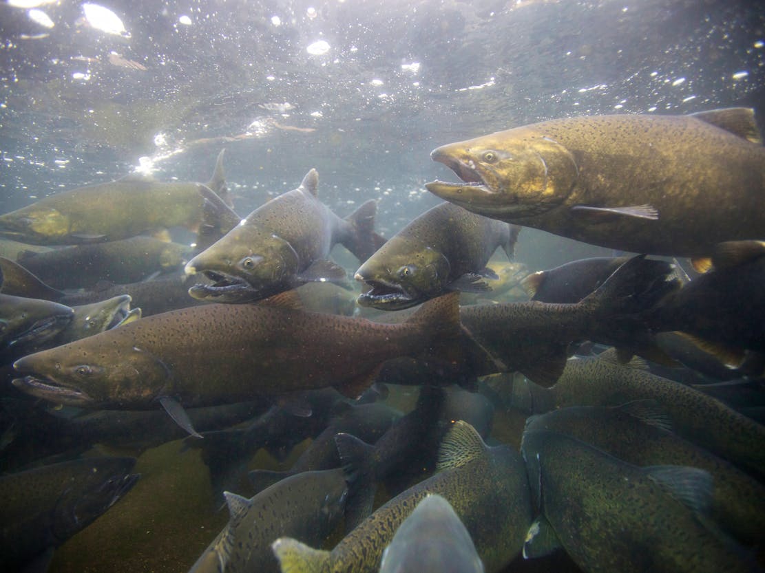 2020.02.26 - Chinook Salmon - Spawing in Fall - Pacific Northwest - Ryan Hagerty-USFWS