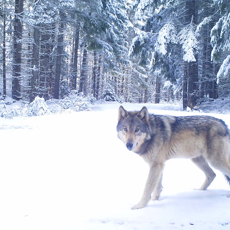 2020.03.25 - Gray wolf - Oregon - ODFW