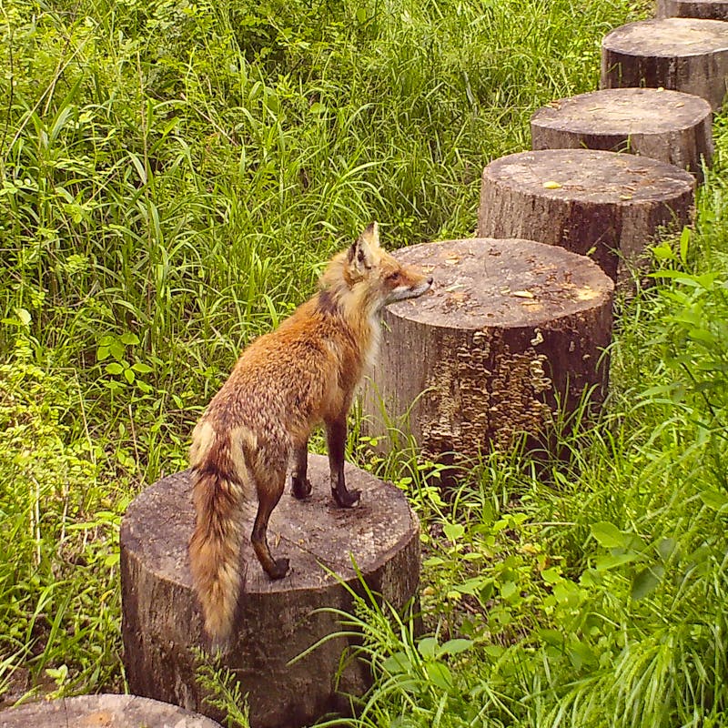 2020.05.19 - Red Fox - Laurence Grayer.JPG