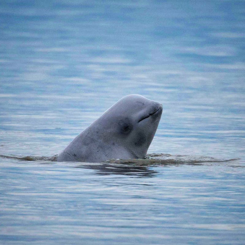 Cook inlet beluga whale in water 