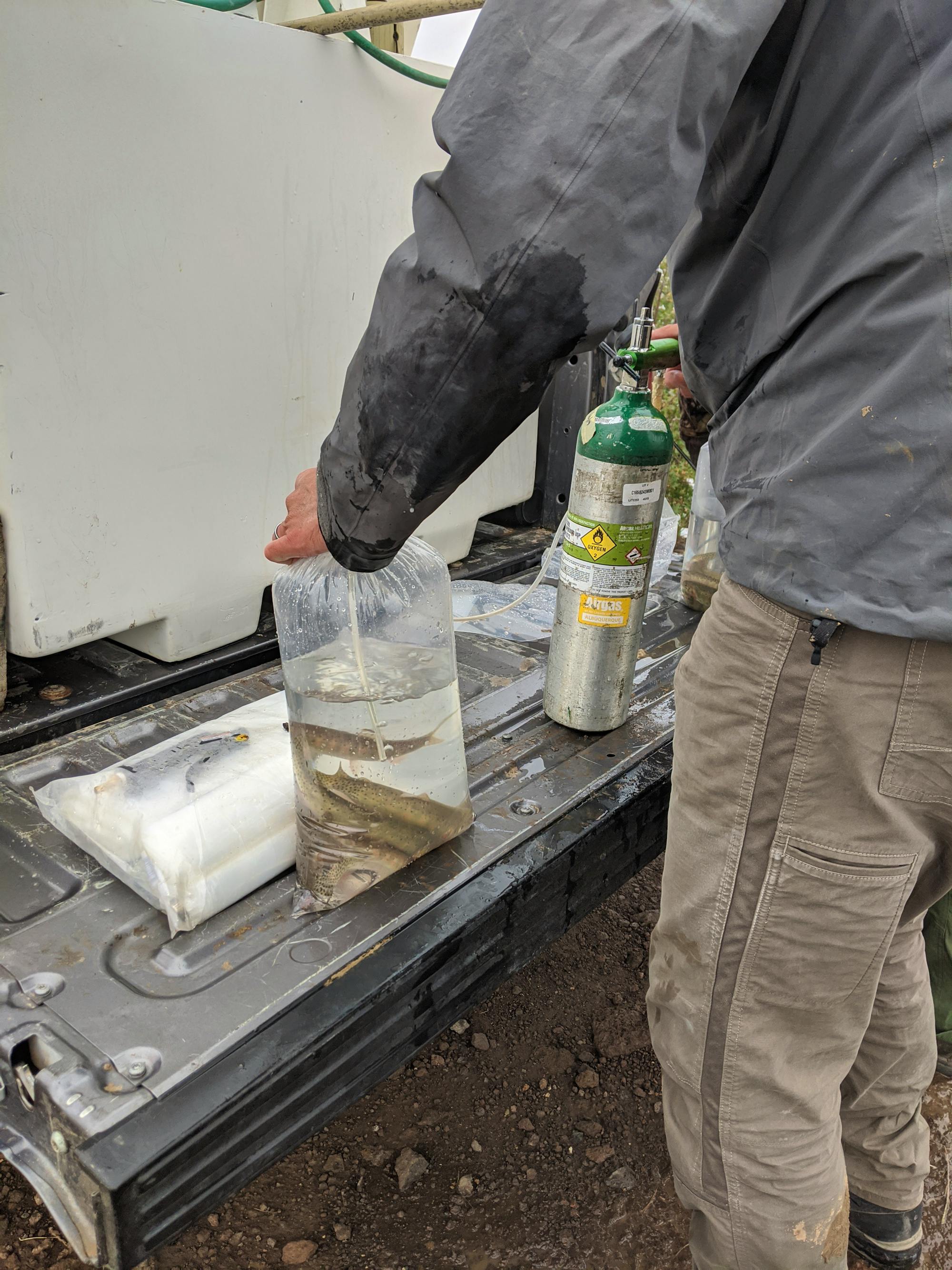 fish in bags