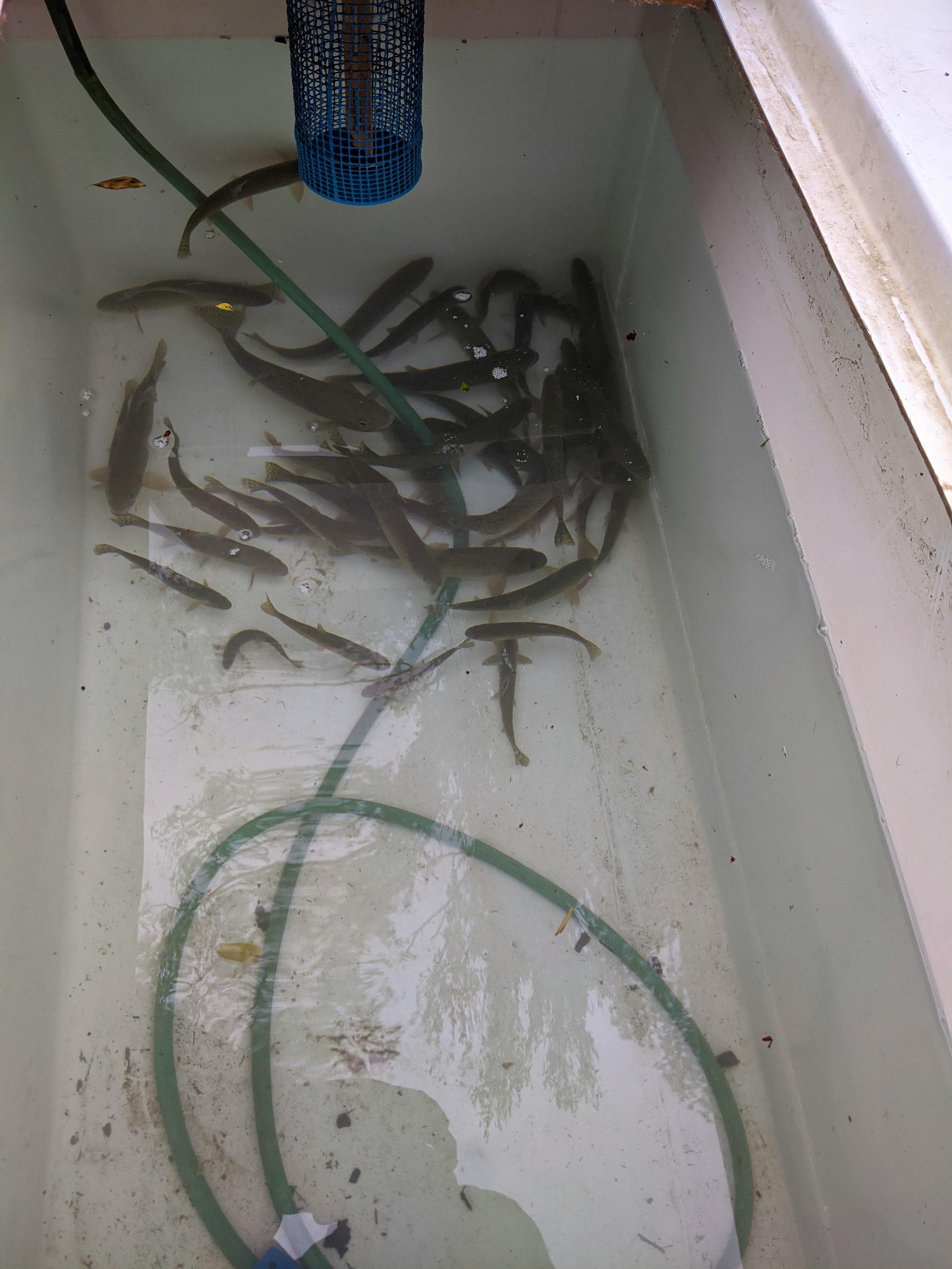 swimming fish in tub