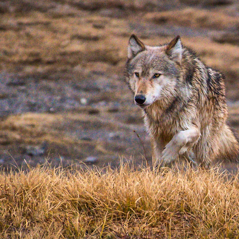 2020.10.21 - Gray Wolf - Idaho - William Krumpelman