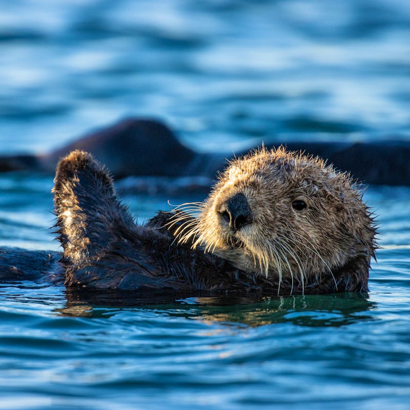 A sea otter in Monterey Bay