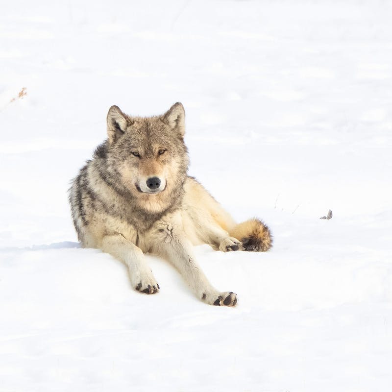 Gray Wolf Laying in Snow