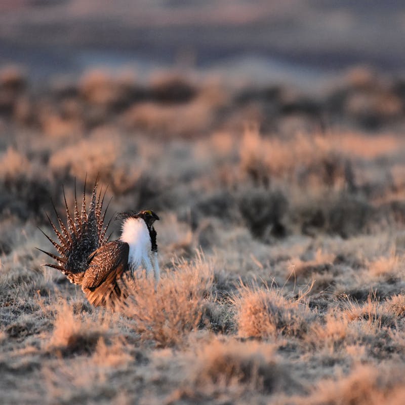 Greater sage-grouse