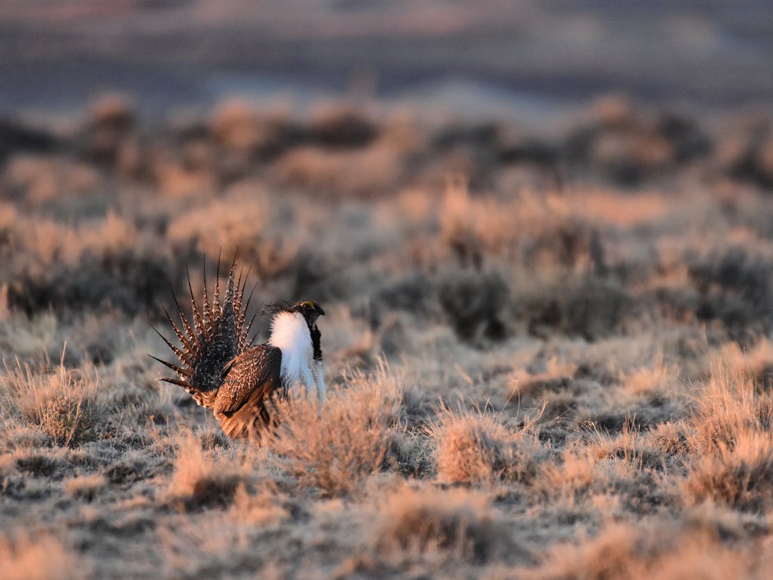 Greater Sage-Grouse in sagebrush sea