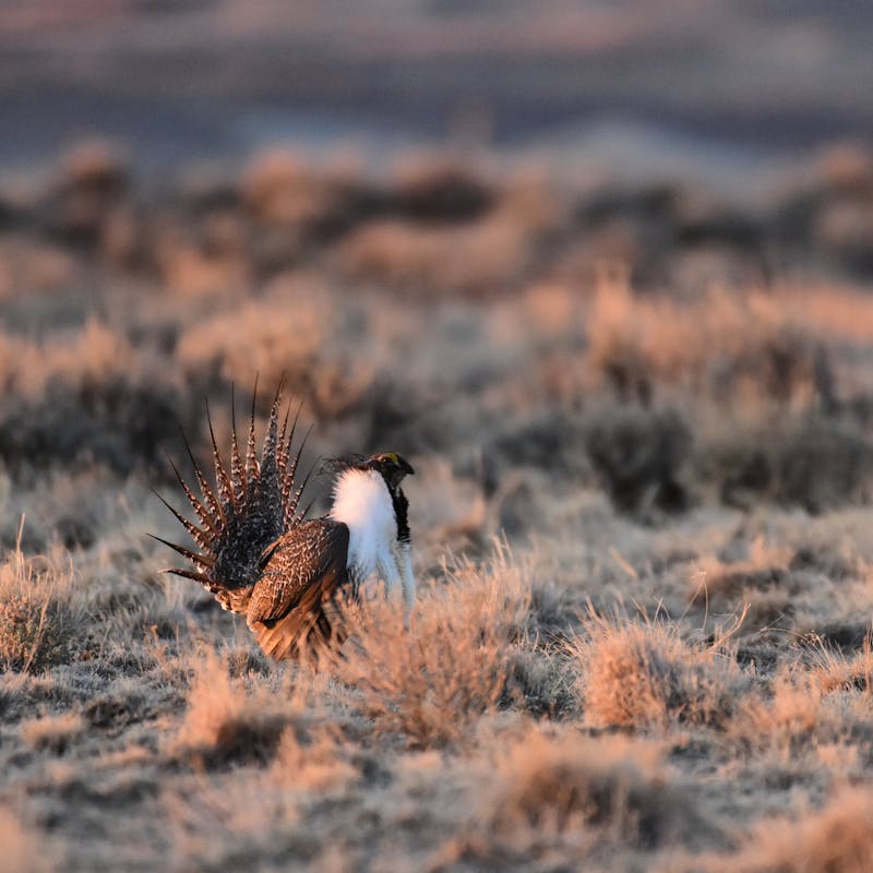 Greater Sage-Grouse in sagebrush sea