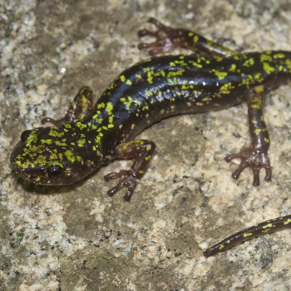 Hickory Nut Gorge Green Salamander on Rock