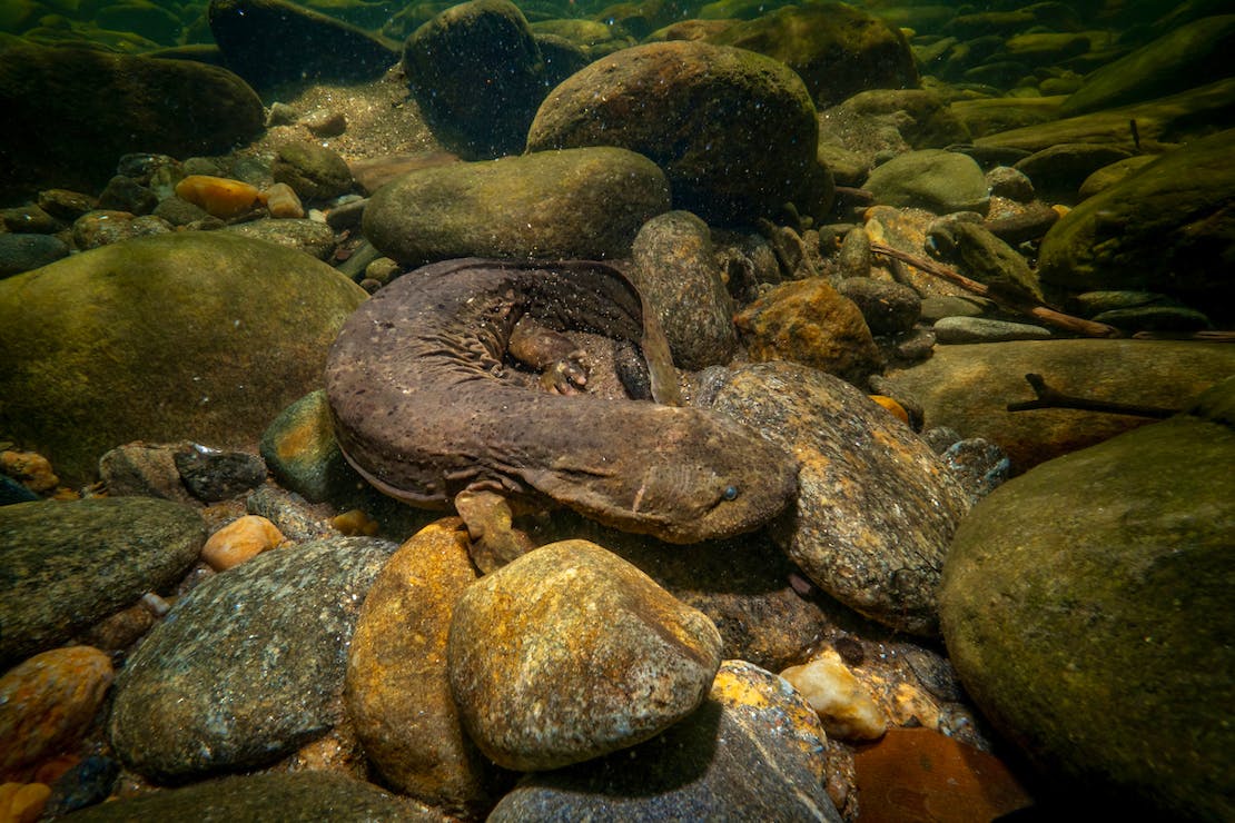 Hellbender on stream bed 