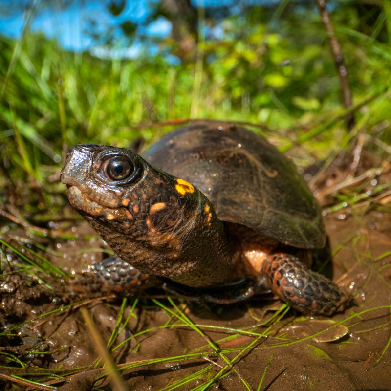 Bog Turtle in the mud 