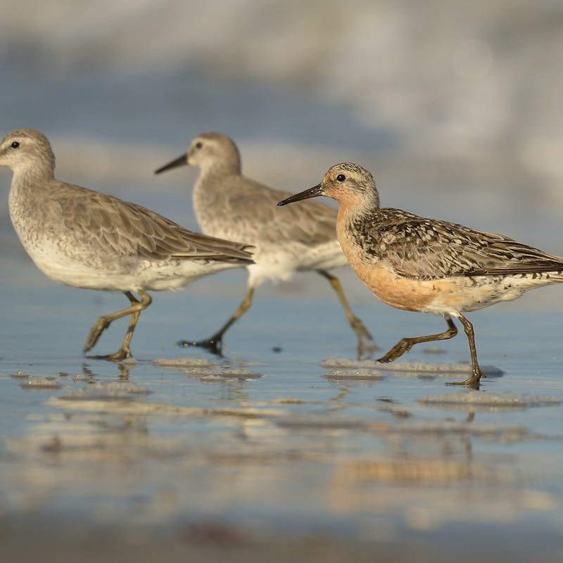 2021.09.21 - Three Rufa Red Knots - MJ Kilpatrick/USFWS