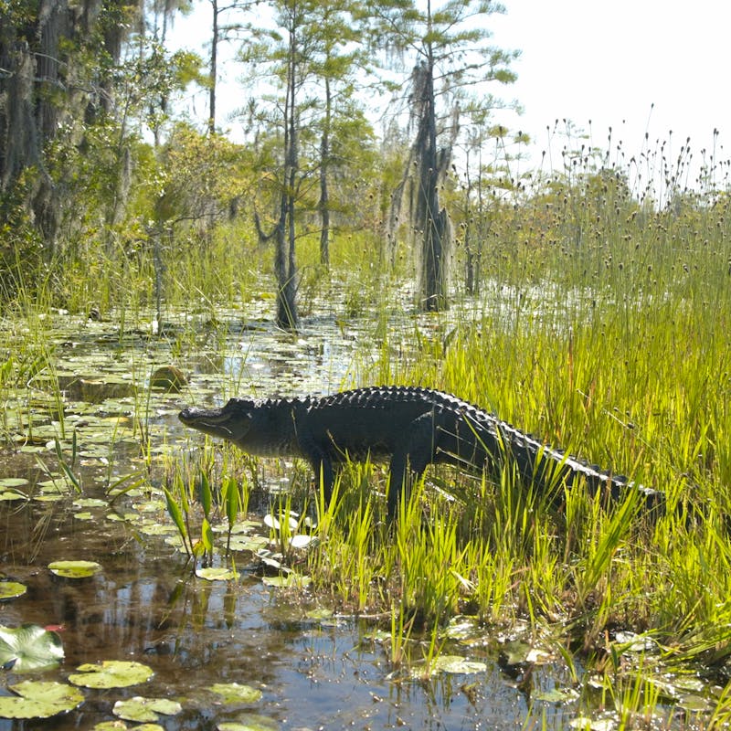 Alligator moving through the grass to water - Okefenokee National Wildlife Refuge - Georgia