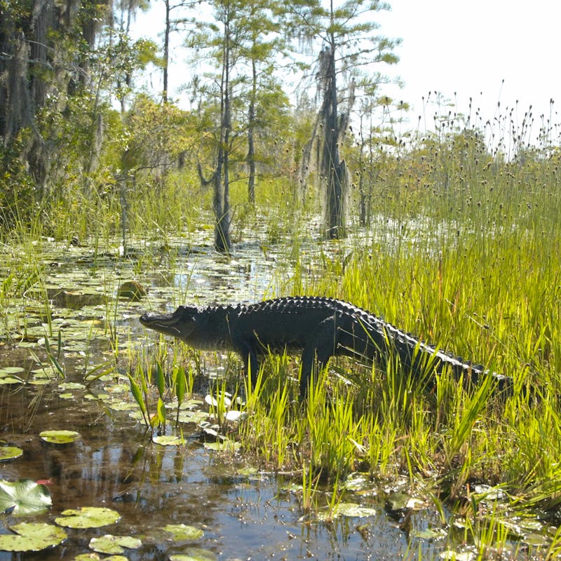 Alligator moving through the grass to water - Okefenokee National Wildlife Refuge - Georgia