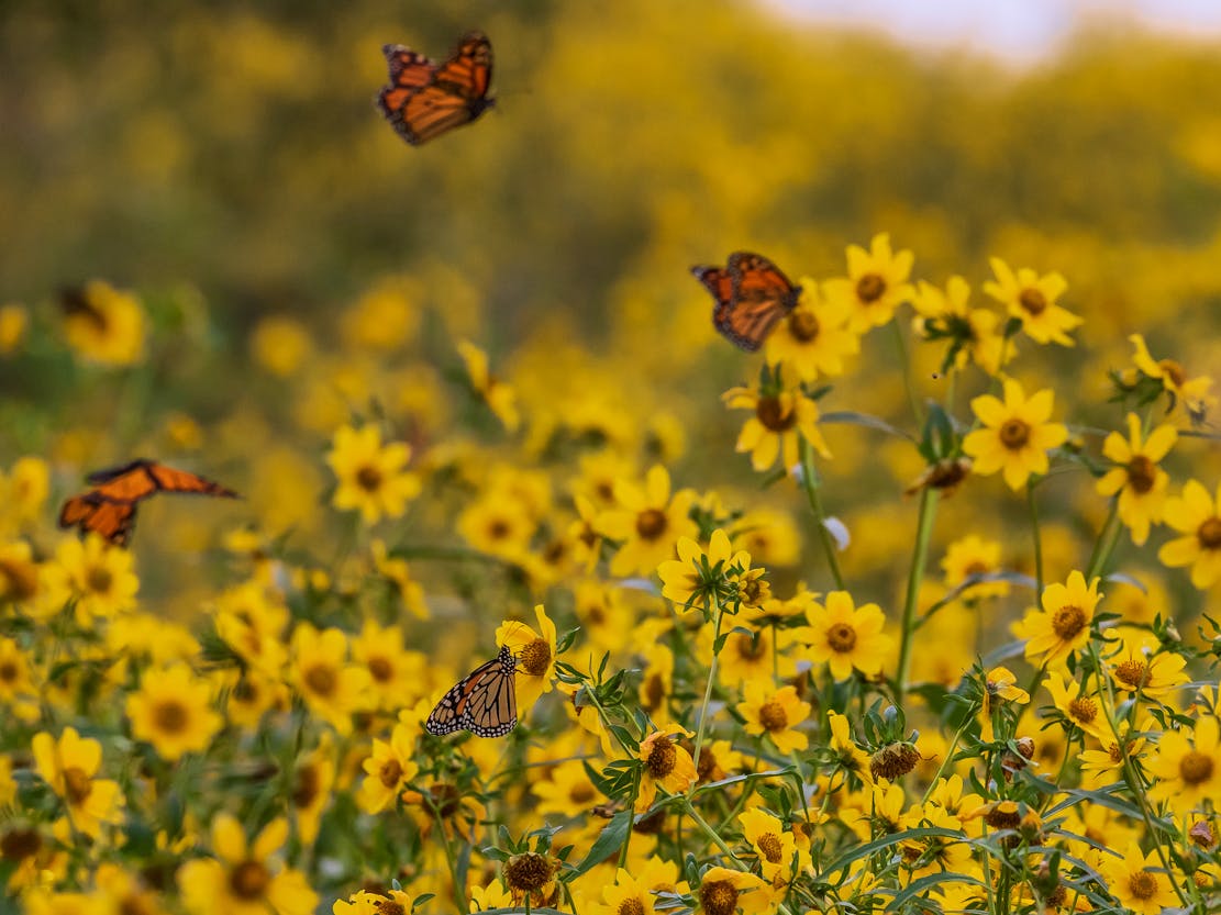 Monarch Butterflies on Marigold Flowers - Chautauqua National Wildlife Refuge - Illinois
