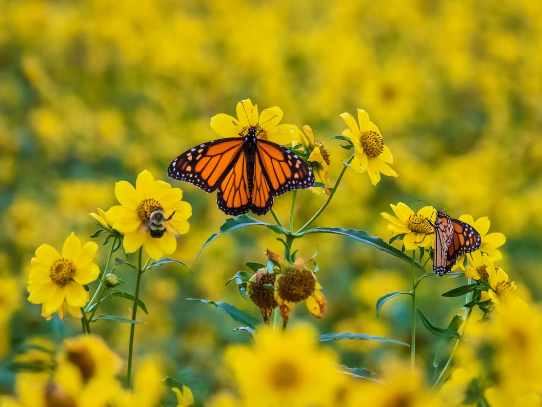 Monarch Butterfly