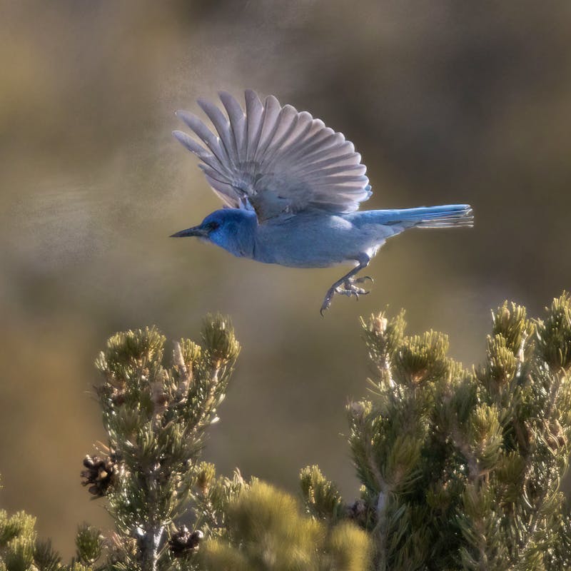 Pinyon Jay - Flying 