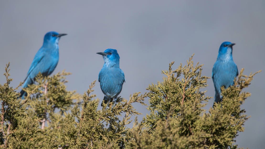 2022.02.20 - Pinyon Jays in tree - Antelope Valley West, Nevada - by JC Bleam.jpg