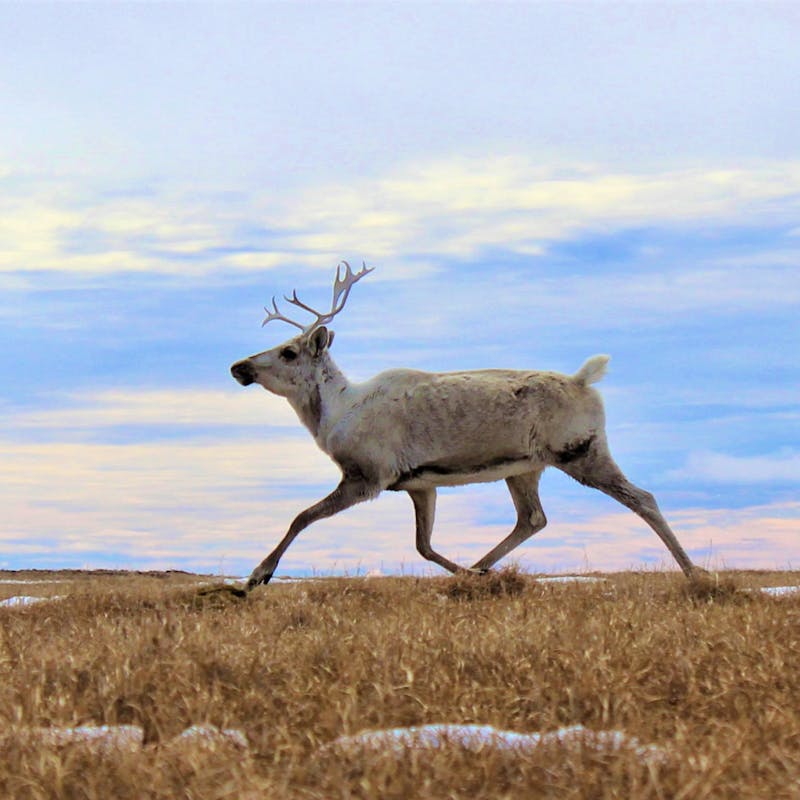 Female Caribou running near Teshekpuk Lake