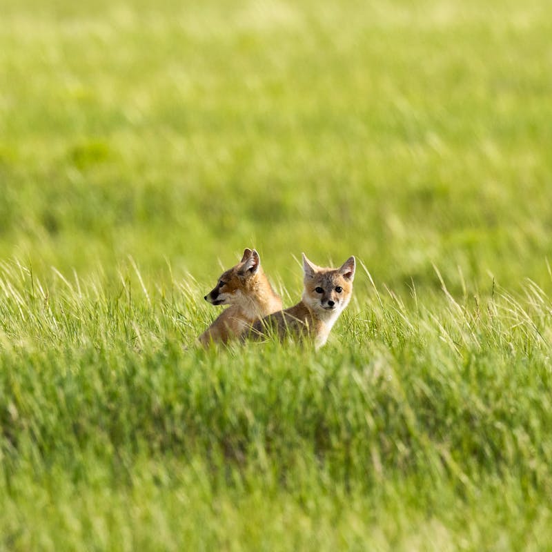 Swift fox kits in grass.