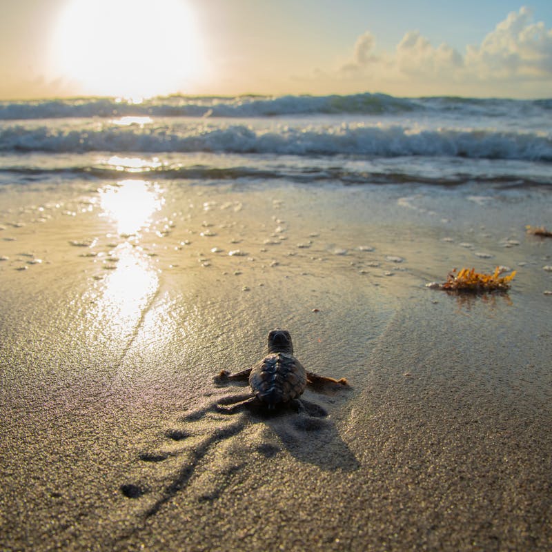 Loggerhead Sea Turtle Hatchling heading towards ocean - Florida