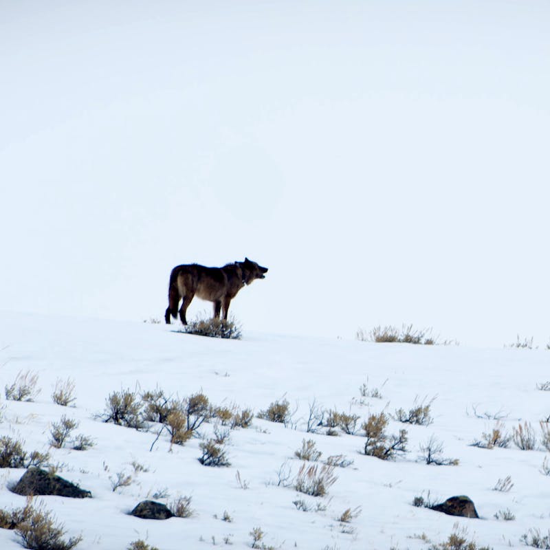 Gray wolf howling on a snowy hill