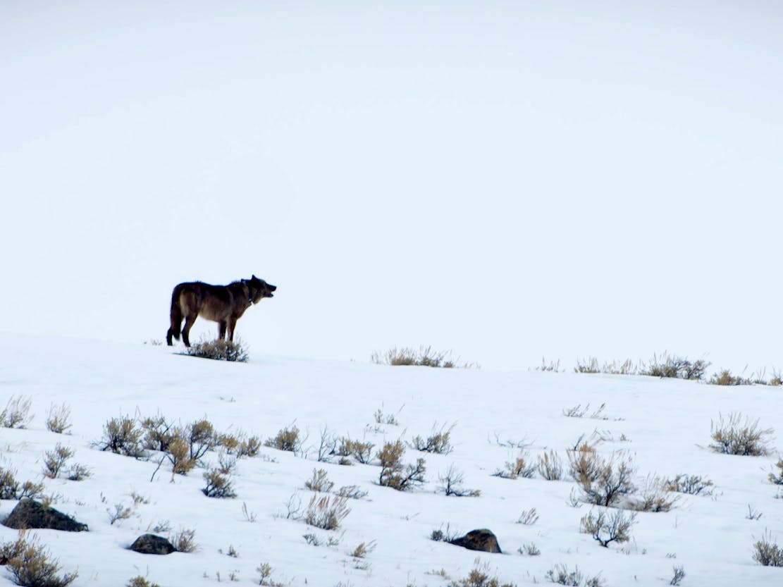 Gray wolf howling on a snowy hill