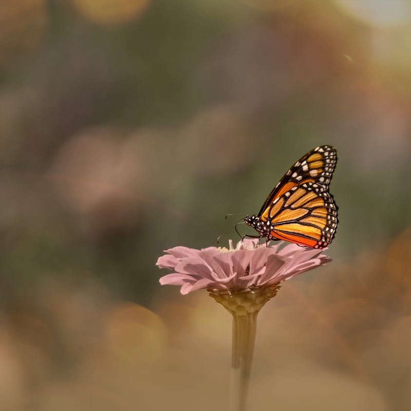 Monarch Butterfly