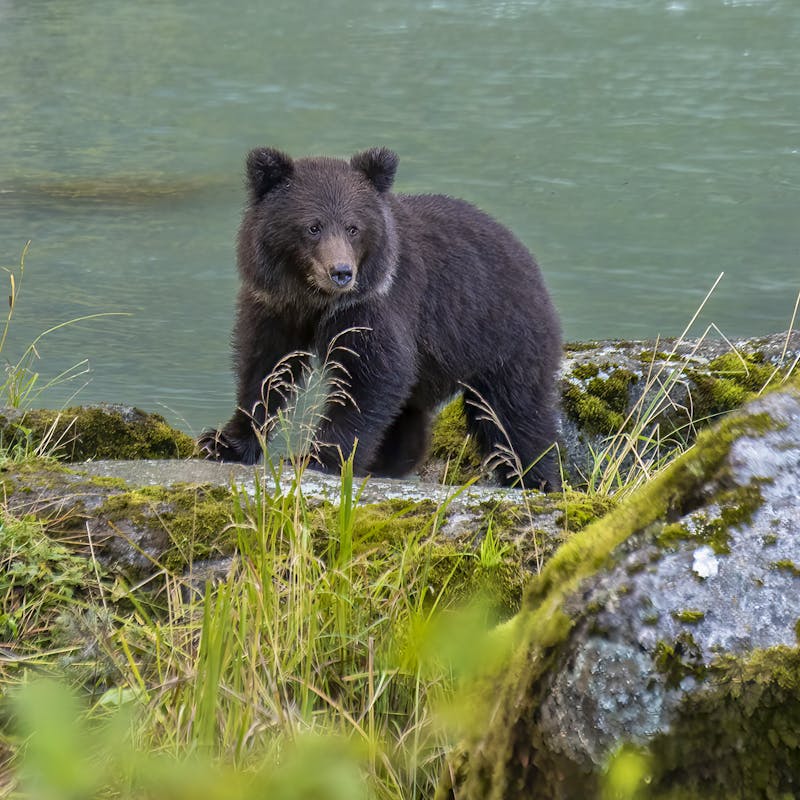 Chilkoot State Park - Alaska - Harvey Hergett-USFS.jpg