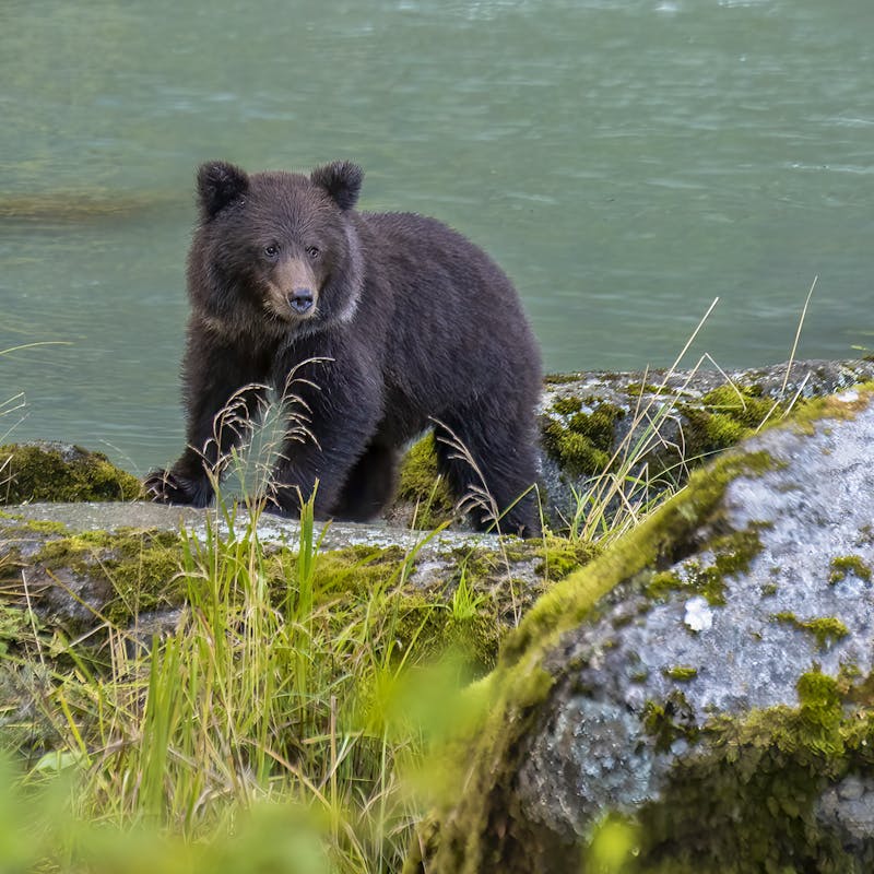 Chilkoot State Park - Alaska - Harvey Hergett-USFS.jpg