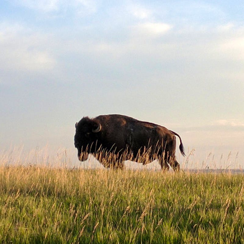 Bison in field