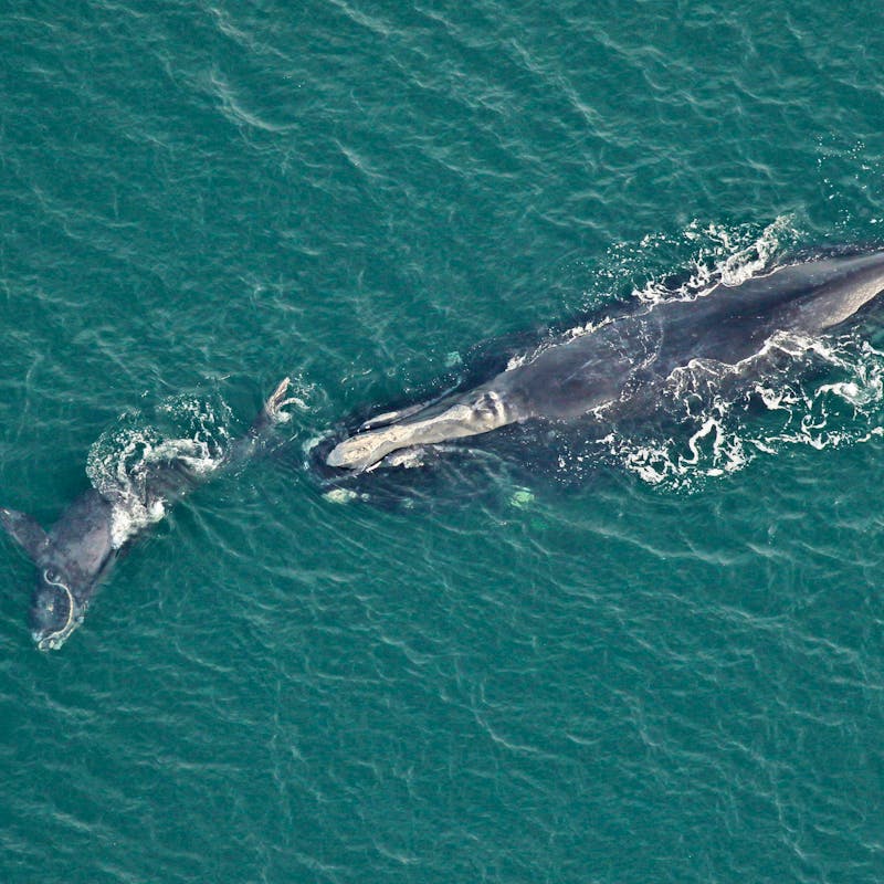 2023.01.05- Right Whale Swimming with Calf-FWC-CC BY NC ND 2.0