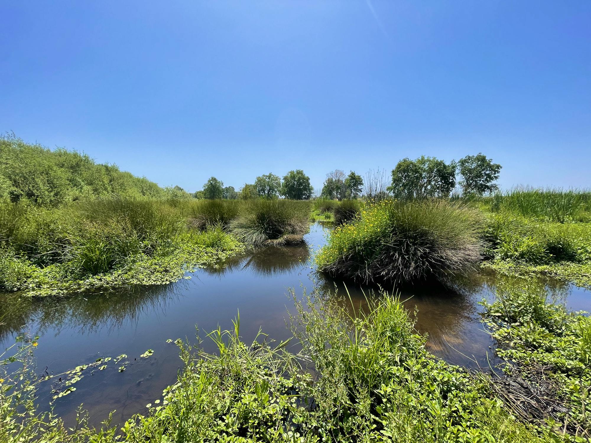 2023.05.24-Water Plants in a Marsh in Doty Ravine-Sophia Markowska-DOW