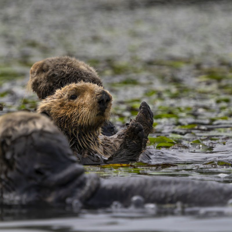 By Justin Grubb- Running Wild Media