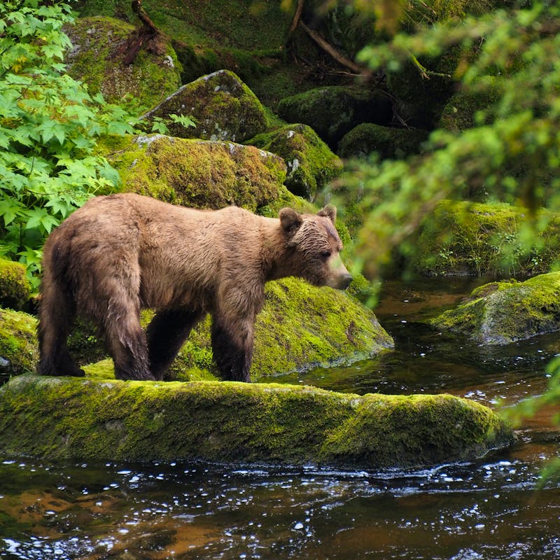 2023.06.29 - Brown Bear at Anan Creek - Tongass National Forest, Alaska - © Jennifer Kardiak-USDA Forest Service