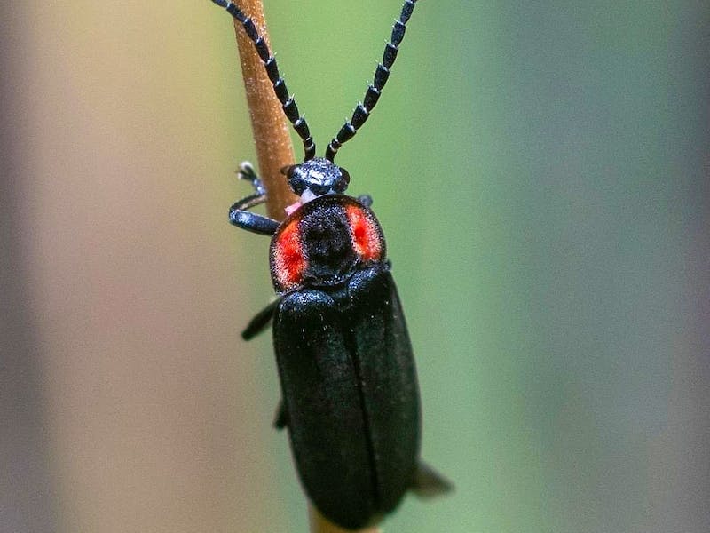 Firefly in Albuquerque, NM