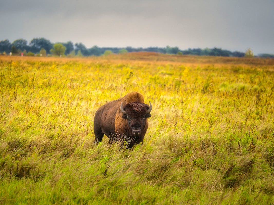 Bison standing in yellow field in Yellowstone Wyoming
